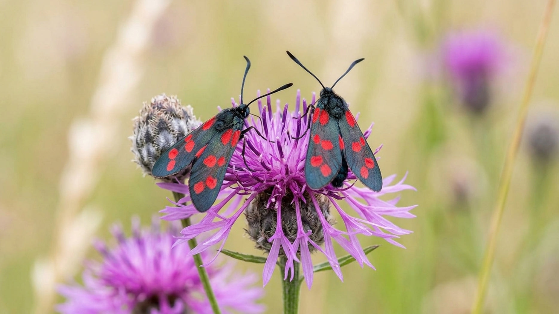 Blog 003 - Summer Flowers and Butterflies in the Vineyard, July 2025