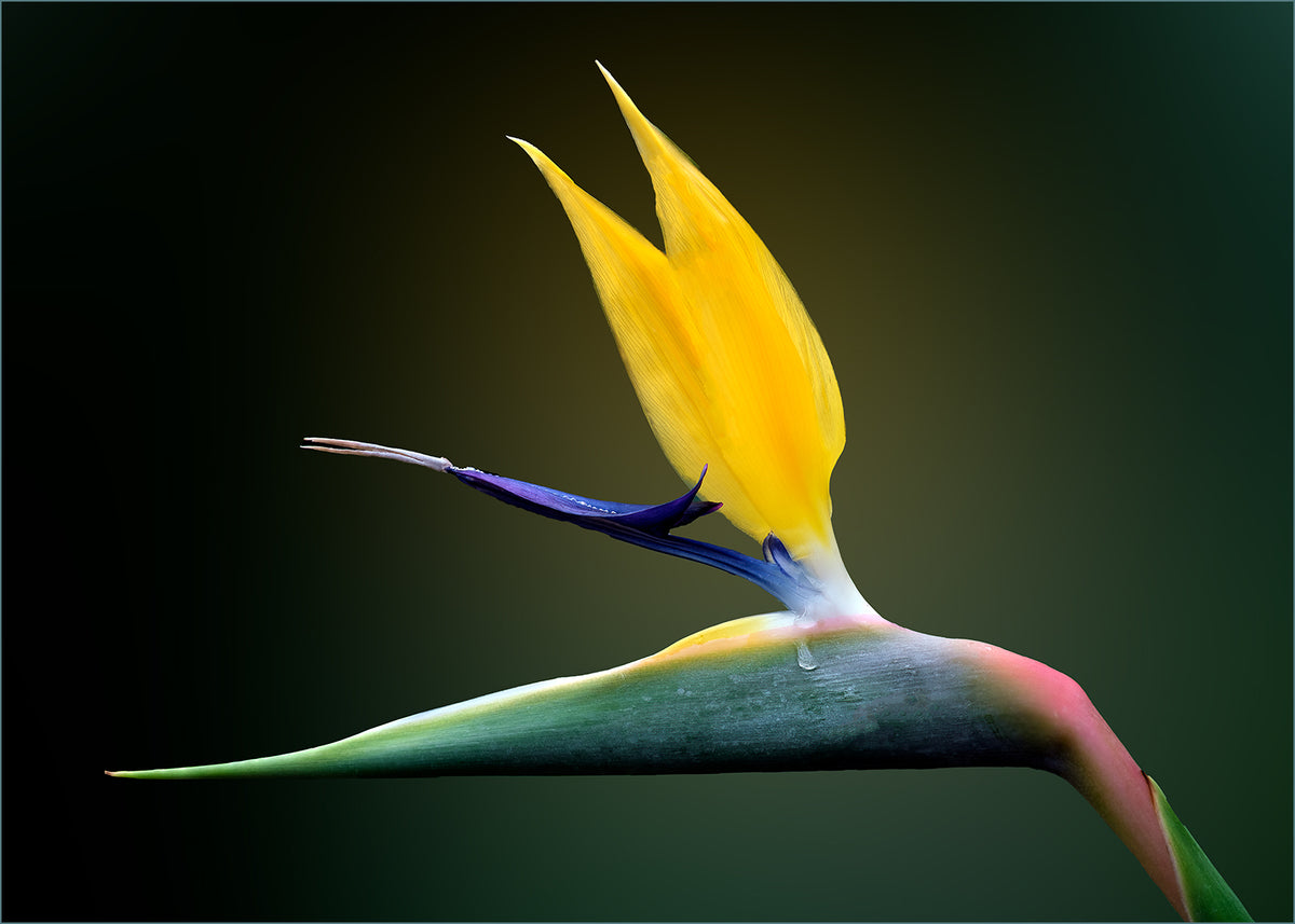 A close-up of a bird of paradise flower with a bright yellow top, blue and purple central detail, and a green to pink bract, set against a dark gradient background.