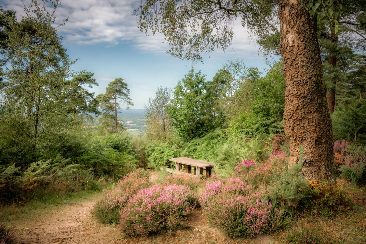 A scenic woodland path with a wooden bench nestled among green trees, pink heather bushes, and a dirt trail under a blue sky with light clouds.