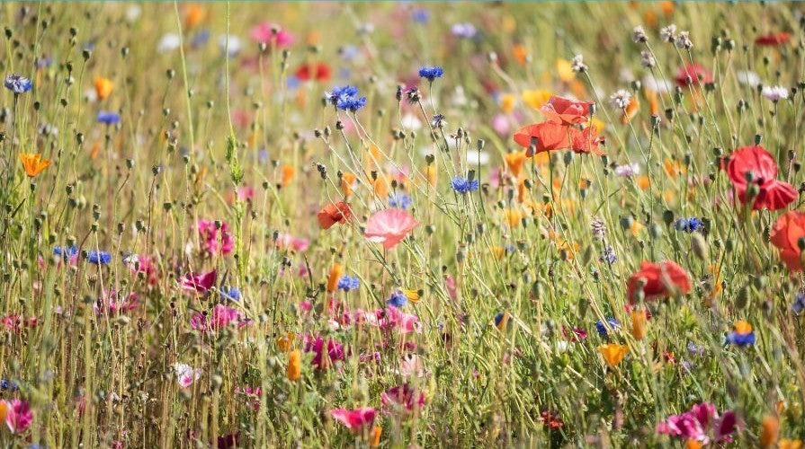 July Among the Wildflowers with Jenny Desoutter
