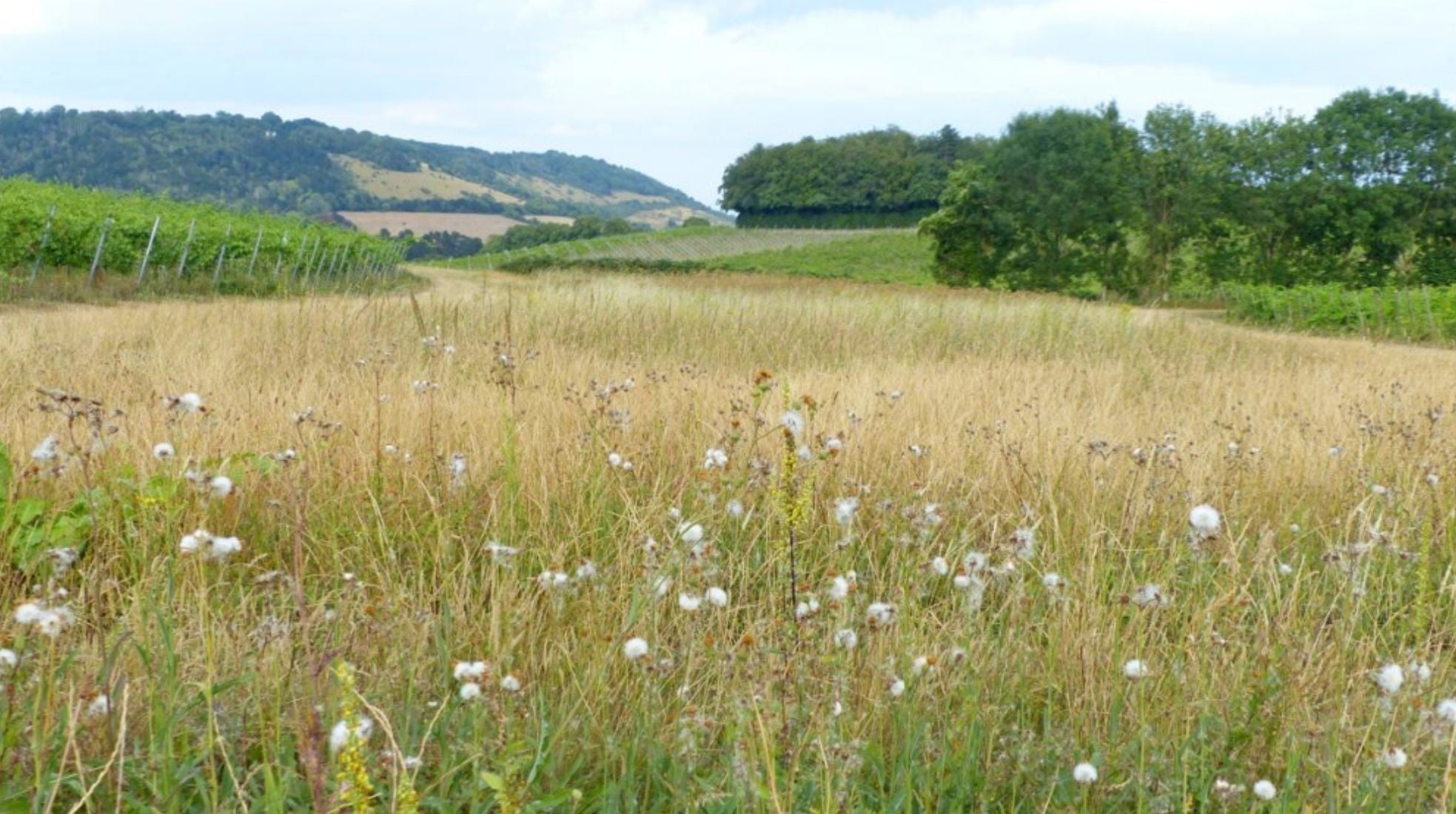 July Among the Wildflowers at Denbies