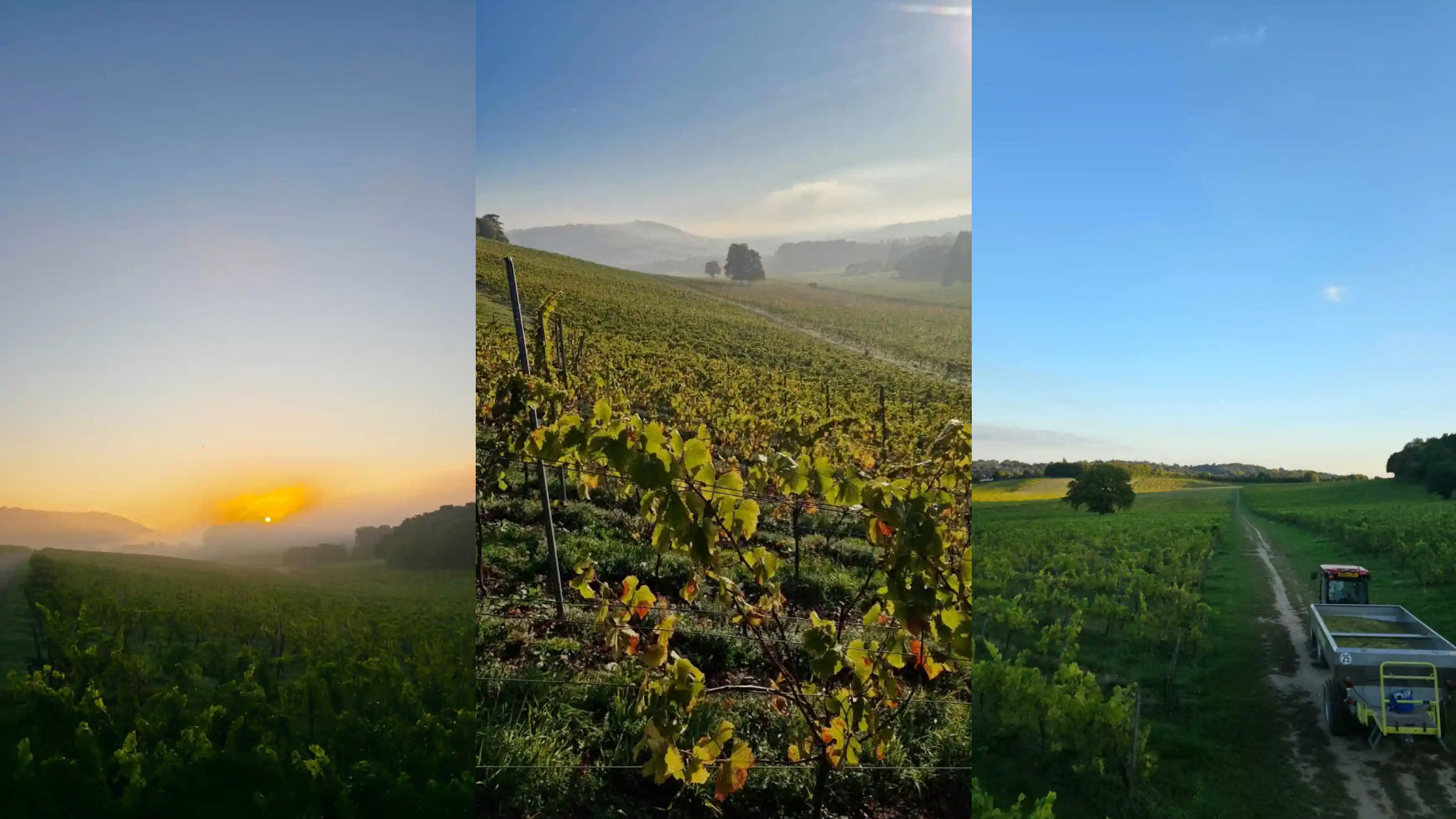 Blog 002 - Harvest 2025: Sunshine, Sugar & Smiles