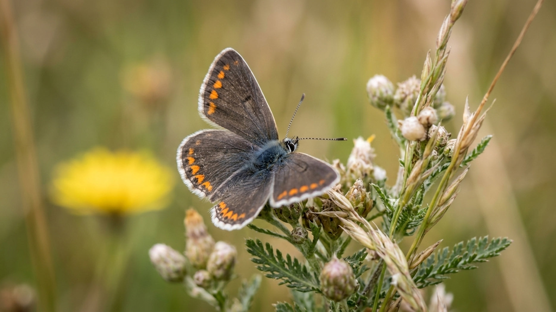 Blog 004 - Denbies Vineyard Wild Flower Areas May 2025