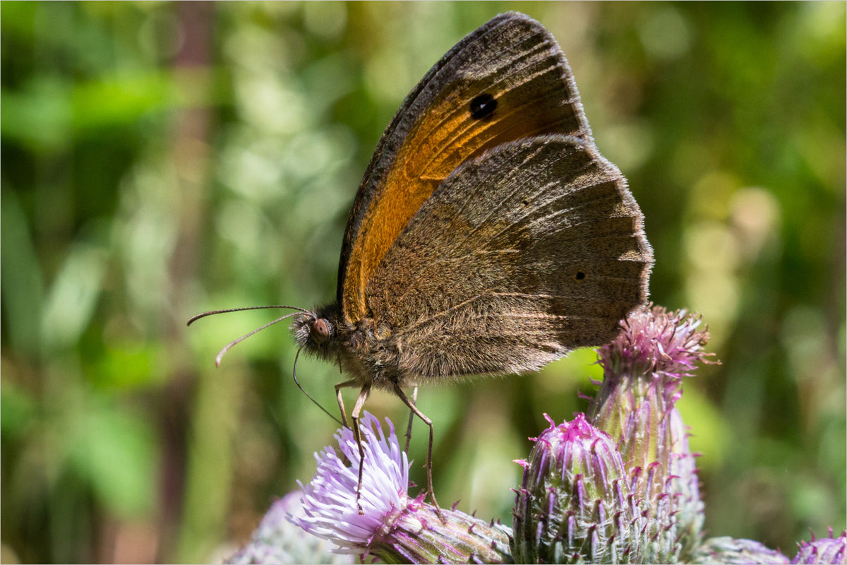 A close-up photograph of a brown and orange butterfly perched on a purple thistle flower, with a soft green blurred natural background.