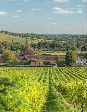 Vineyard with a farmhouse and rolling hills under a blue sky.