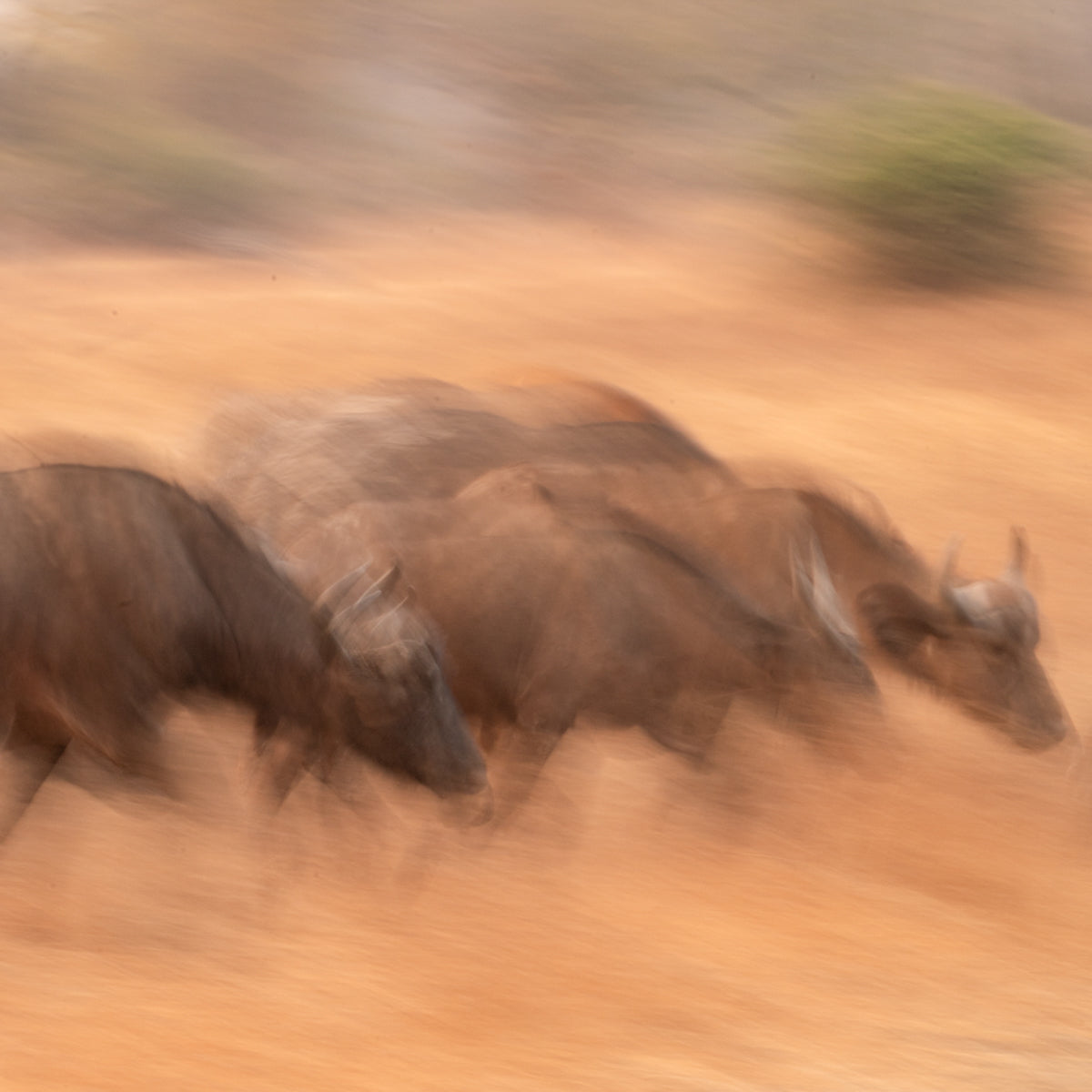 A motion-blurred photograph of several buffalo running through dusty orange terrain, with soft abstract background shapes.