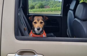 August – A letter from our Vineyard Manager